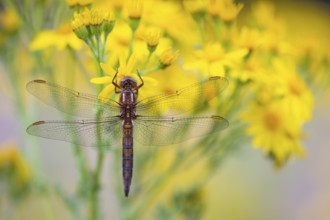 Marsh dragonfly (Sympetrum depressiusculum), Ahlhorn, Lower Saxony, Germany