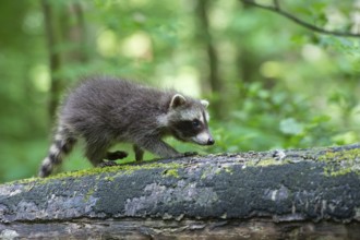 Young raccoon (Procyon lotor) on a discovery tour, Steinhagen, North Rhine-Westphalia, Germany