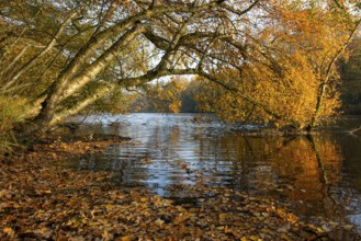 Autumn in the Ahlhorn Fish Ponds Nature Reserve of the Lower Saxony State Forests, Ahlhorn, Lower