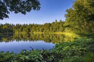 Diana See in the Ahlhorner Fischteiche Nature Reserve, Wildeshausener Geest, Ahlhorn, Lower Saxony,