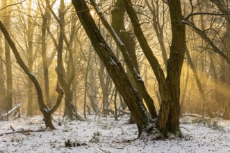 Winter in the jungle tree trail with ancient trees in the Ahlhorner Fischteiche nature reserve,