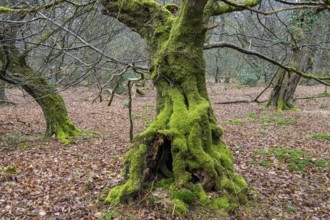 Old trees with dead wood in the Hudewald Urwald tree trail in the Ahlhorner Fischteiche nature