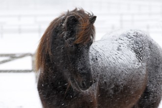 Icelandic horse (Equus islandicus) covered with snow and ice in winter in a snowstorm,