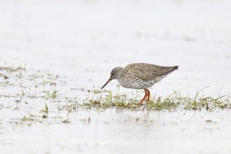 Redshank (Tringa totanus) standing on a flooded meadow in the morning mist, snipe bird, spring,
