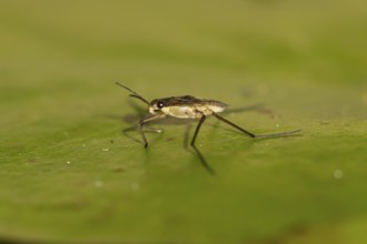 Common pond skater (Gerris lacustris) adult insect on a water lily pad or leaf on the water surface
