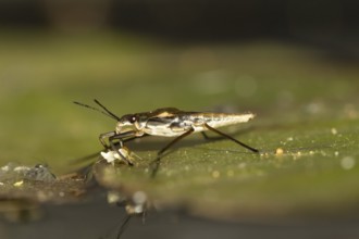 Common pond skater (Gerris lacustris) adult insect feeding on a Whitefly on a water lily pad or