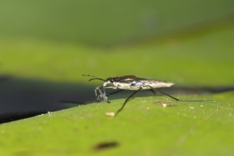 Common pond skater (Gerris lacustris) adult insect feeding on an aphid on a water lily pad or leaf
