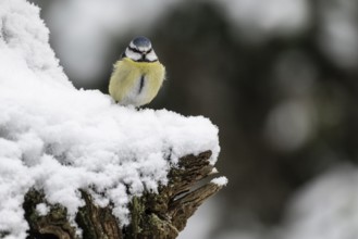 Blue tit (Parus caerulea), Emsland, Lower Saxony, Germany