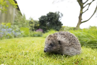 European hedgehog (Erinaceus europaeus) adult animal on a garden grass lawn next to a patch of long