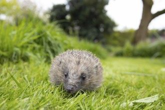 European hedgehog (Erinaceus europaeus) adult animal on a garden grass lawn, England, United