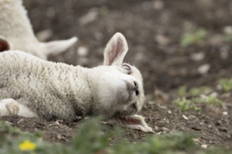 Domestic sheep (Ovis aries) juvenile baby lamb farm animal laying its head on the ground, England,