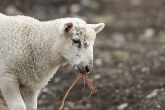 Domestic sheep (Ovis aries) juvenile baby lamb farm animal with a piece of rope in its mouth,