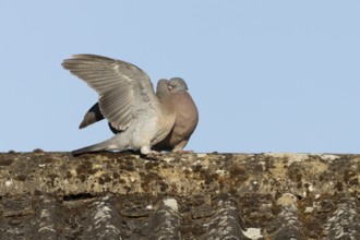 Wood pigeon (Columba palumbus) adult garden bird feeding a juvenile baby squab bird on a house roof