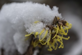 Witch hazel (Hamamelis mollis Pallida) in the snow, Emsland, Lower Saxony, Germany