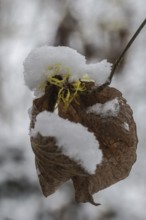 Witch hazel (Hamamelis mollis Pallida) in the snow, Emsland, Lower Saxony, Germany