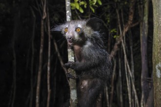 Aye-aye (Daubentonia madagascariensis) in the lowland rainforests of eastern Madagascar