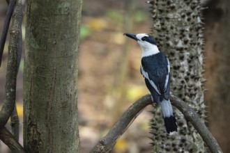 Hookbill vanga (Vanga curvirostris) in the Ankarafantsika dry forests in western Madagascar