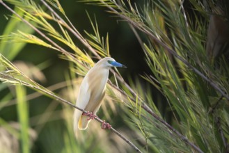 Squacco Heron (Ardeola ralloides) in the reeds of a lake in western Madagascar