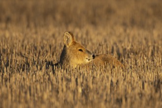 Chinese water deer (Hydropotes inermis) adult animal resting in a farm stubble field, England,