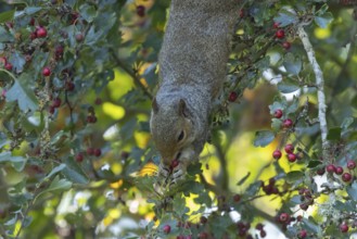 Grey squirrel (Sciurus carolinensis) adult animal feeding on Hawthorn tree berries in summer,