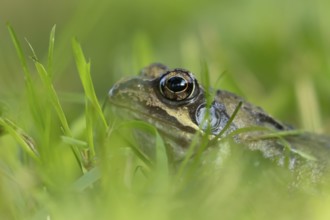 Common frog (Rana temporaria) adult amphibian on a garden grass lawn in summer, England, United