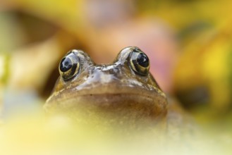 Common frog (Rana temporaria) adult amphibian in a garden amongst fallen autumn leaves, England,