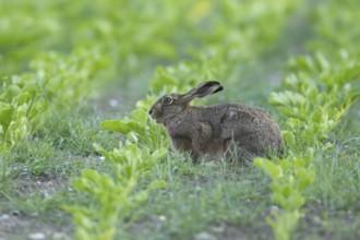 European brown hare (Lepus europaeus) adult animal in a arable farm sugar beet crop field in
