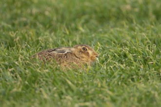 European brown hare (Lepus europaeus) adult animal in a farmland field in springtime, England,