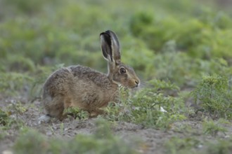 European brown hare (Lepus europaeus) adult animal in a farmland field in summer, England, United