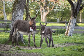 Donkey (Equus asinus), with foal in orchard, Upper Bavaria, Germany