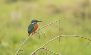 A kingfisher (Alcedo atthis), Sreepur, Gazipur, Bangladesh