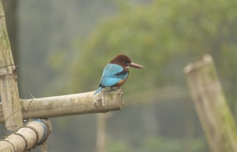 A white-throated kingfisher (Halcyon smyrnensis), Sreepur, Gazipur, Bangladesh