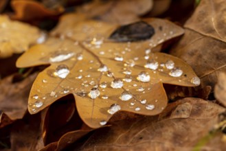 Close-up of the leaf of an oak (Quercus) in autumnal brown colouring on the ground of a forest,