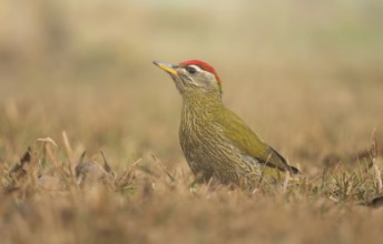 A male Streak-throated Woodpecker (Picus xanthopygaeus) is standing on the grass. Sreepur, Gazipur,