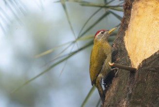 A male streak-throated woodpecker (Picus xanthopygaeus) is sitting on a date palm tree. Sreepur,
