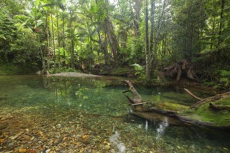 The Blue Hole, Cooper Creek, Daintree National Park, Queensland, Australia
