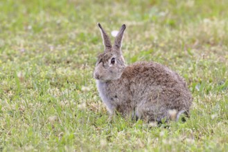 Wild rabbit (Oryctolagus cuniculus), sitting in a meadow, adult, alert, wildlife, animals, rodent,
