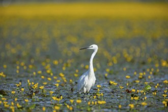Little Egret (Egretta garzetta) Hungary