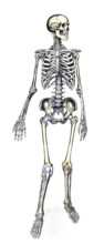 Medical illustration, human skeleton from behind, school picture, authentic reproduction of a
