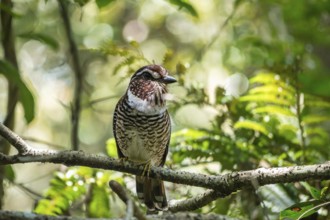 A Short-Legged Gound-Roller (Brachypteracias leptosomus) in the rainforests of eastern Madagascar