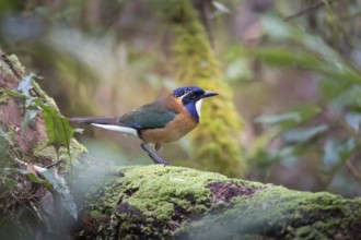 Pitta-Like Ground Roller, Blue-headed Roller (Atelornis pittoides) in the rainforests of eastern