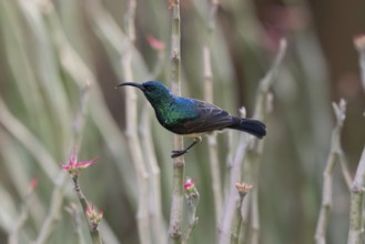 Sunbird, Souimanga Sunbird (Cinnyris souimanga), male, in the dry forest in western Madagascar