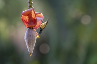 Sunbird, Souimanga Sunbird (Cinnyris souimanga), male, in banana plantation in western Madagascar