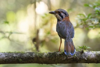 A bird, Scaly Ground Roller (Geobiastes squamigerus) in the rainforests of Mantadia National Park