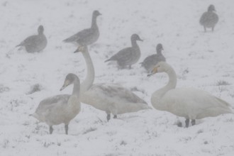 Whooper swans (Cygnus cygnus) and grey geese (Anser anser) in the snow, Emsland, Lower Saxony,
