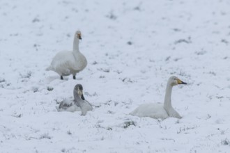 Whooper swans (Cygnus cygnus) in the snow, Emsland, Lower Saxony, Germany