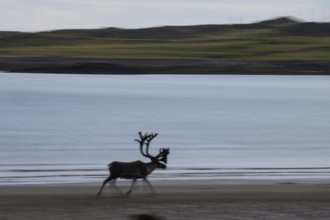 Kiberg, Troms, Norway, Blurred reindeer (Rangifer tarandus) in dynamic movement on the beach of the