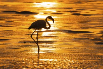 Pink flamingo (Phoenicopterus roseus) against the light, sunset, lagoon at Walfish Bay, Erongo,