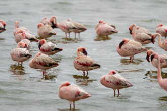 Lesser Flamingos (Phoeniconaias minor) in a lagoon, Walfish Bay, Erongo, Namibia