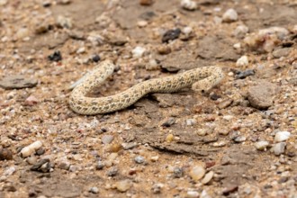 Dwarf puff adder (Bitis peringueyi) in the sand, Namib Desert, Namibia